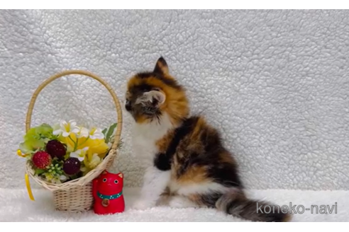 成約済の千葉県のノルウェージャンフォレストキャット-102694の2枚目